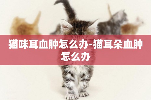 猫咪耳血肿怎么办-猫耳朵血肿怎么办